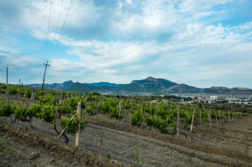 Fototapeta na wymiar Vineyard in the mountains of the Crimea and a view of Sudak