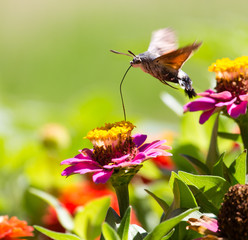 Butterfly in flight gathers nectar from flowers