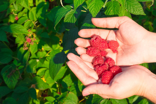 The hand holding the raspberries in their palms. Ripe red raspberries, amid the raspberry bushes.