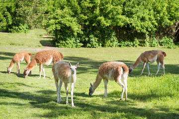 Pack of llamas in prairie grassland
