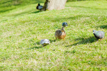 Duck and pigeon on the lawn