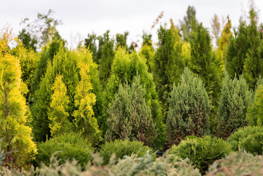 Fototapeta Spruce pine fir tuja, young plants