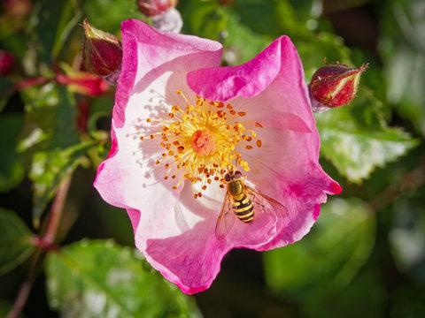 Close up of a Hoverfly in a pink Dog Rose.