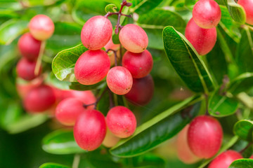 Bengal Currants Carissa carandas fresh ripe on the tree