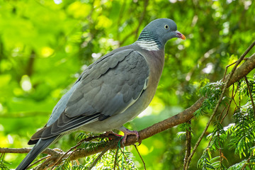 Side view of a wood pigeon perched in a tree.