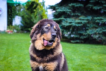 Tibetan Mastiff on vacation