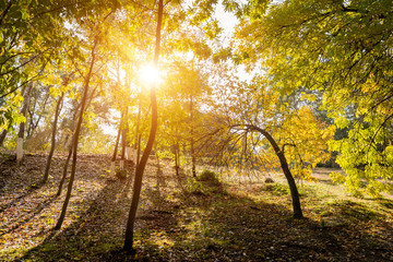 Collection of Beautiful Colorful Autumn Leaves