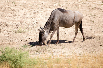 Wildebeest in the park