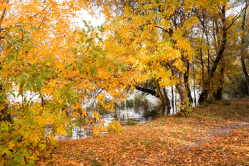 Collection of Beautiful Colorful Autumn Leaves