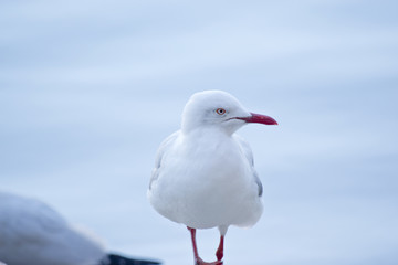 seagull