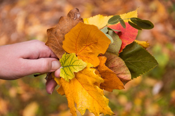 Hand holding yellow leafs