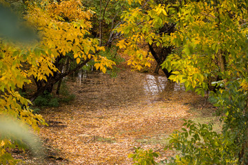 Flood in the autumn forest