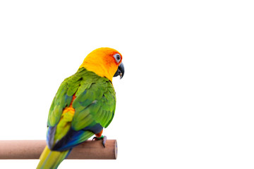 Fototapeta na wymiar Sun Conure parrot