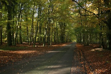 Herbstwald