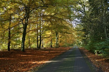 Herbstwaldspaziergang