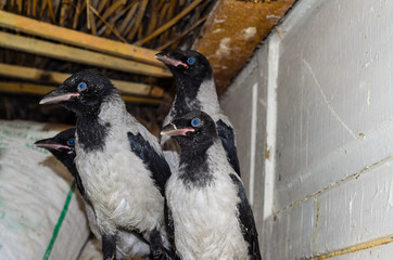 Three young grey crows