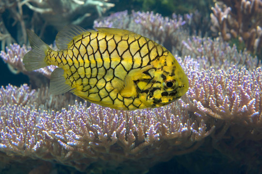 The Pinecone seafish in an aquarium