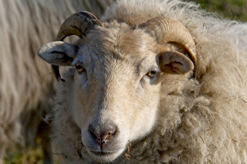 Schaf im Winterkleid