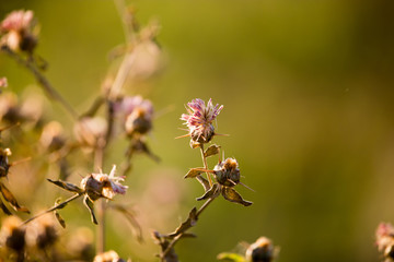 Prickly plant in the wild