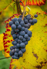 Weintrauben Weinrebe blau mit bunten Blättern und Reif im Herbst