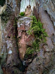 Moss growing on Gnarled tree trunk