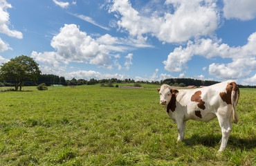 Vache de race montbéliarde