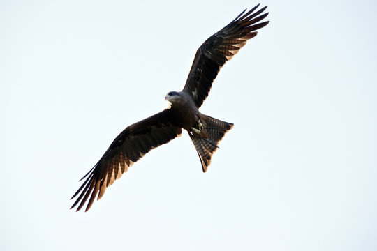 black kite