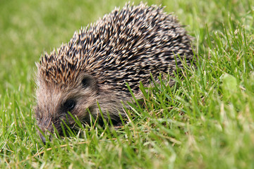 Cute hedgehog on green grass