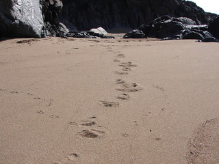 Brown bear tracks