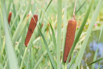 Typha (bulrush or cattail)  spikes