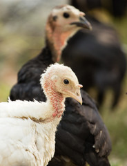 Young turkey on the farm