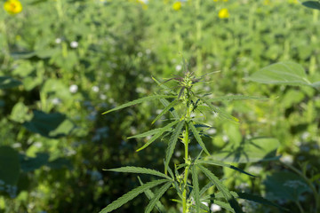 cannabis background