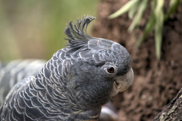 gang-gang parrot