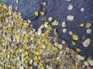 yellow autumn leaves texture rock