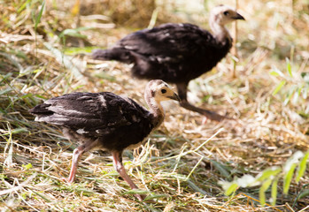 Young turkey on the farm