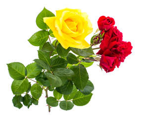 Two roses red and yellow on light background