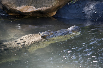 salt water crocodile