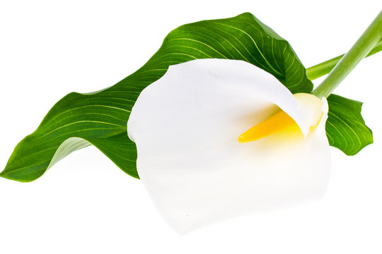 Blooming white calla with green leaves on light background
