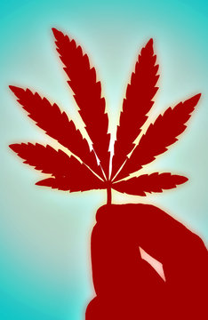  Cannabis, marijuana drug. A hemp leaf in his hand.