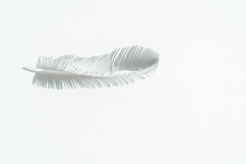 the feather of a bird made of white paper on white background