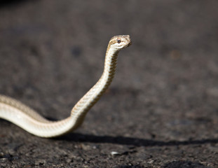 The snake crawls across the road in the city