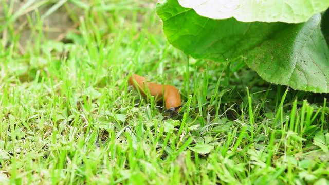 Brown harmful slug sliding through garden