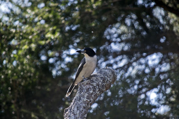 silver backed butcherbird