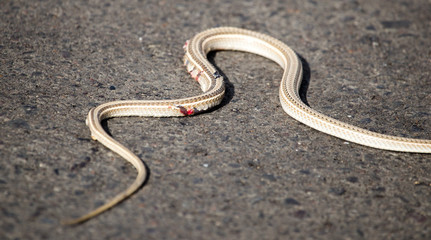 Auto crippled a snake on the road