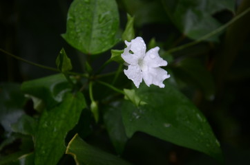 Fleur Blanche Rosée Matin Sombre Clair Nature
