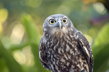 barking owl