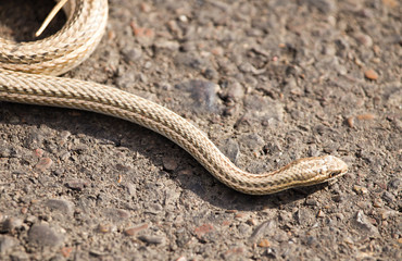 The snake crawls across the road in the city