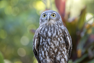 barking owl