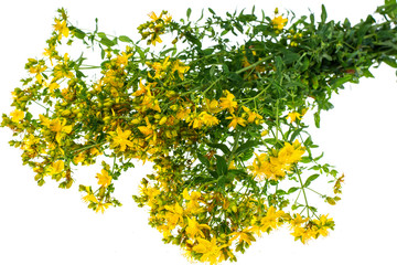 Big bunch of yellow St. John's wort medicinal on white backgroun