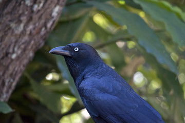 Australian raven